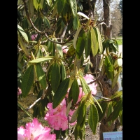 Rhododendron - Rhododendron Arboreum (fam Ericacees) (Himalaya, Inde) (02)